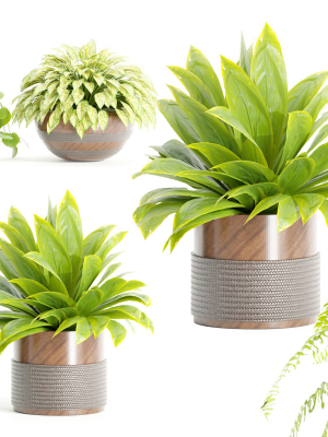 Indoor plants on shelf collection vol 184-Blender