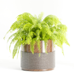 Indoor plants on shelf collection vol 184-Blender