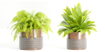 Indoor plants on shelf collection vol 184-Blender