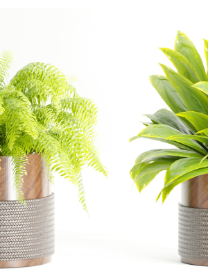 indoor-plants-on-shelf-collection-vol-184-blender-3d-model-9b7a73dabd