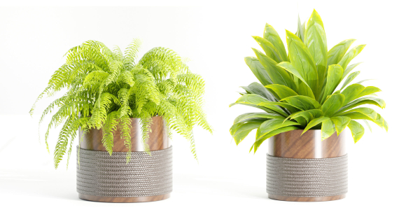 Indoor plants on shelf collection vol 184-Blender