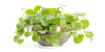 Indoor plants on shelf collection vol 184-Blender
