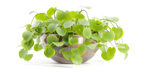 Indoor plants on shelf collection vol 184-Blender