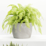 indoor plants on shelf collection vol 96-Blender