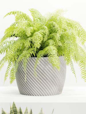 indoor-plants-on-shelf-collection-vol-96-blender-3d-model-4c258e4443