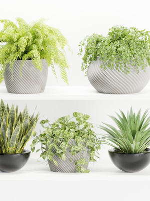 indoor plants on shelf collection vol 96-Blender