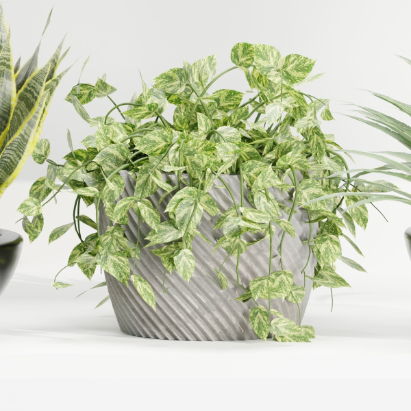 indoor plants on shelf collection vol 96-Blender