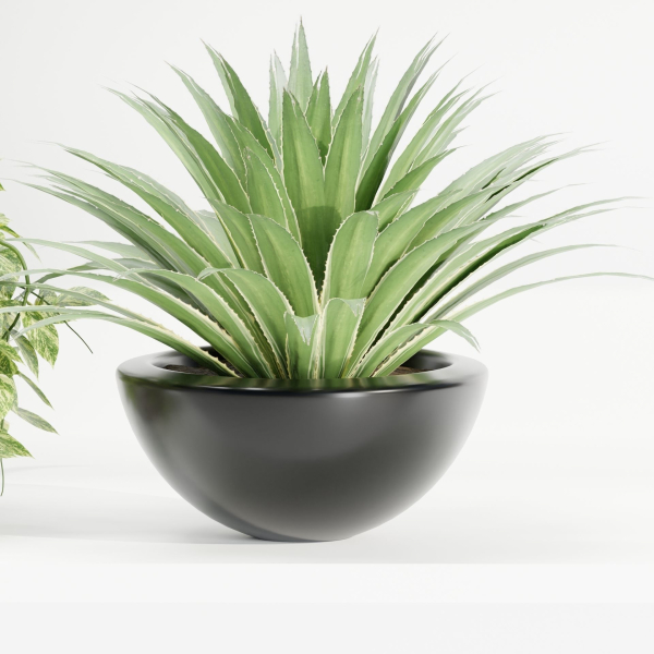 indoor plants on shelf collection vol 96-Blender