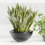 indoor plants on shelf collection vol 96-Blender