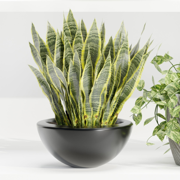 indoor plants on shelf collection vol 96-Blender