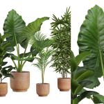 Indoor Plants Pack 26