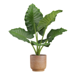 Indoor Plants Pack 26
