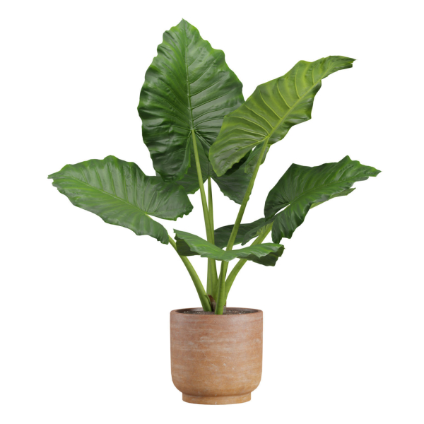 Indoor Plants Pack 26