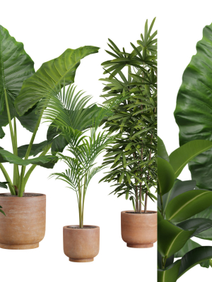 Indoor Plants Pack 26