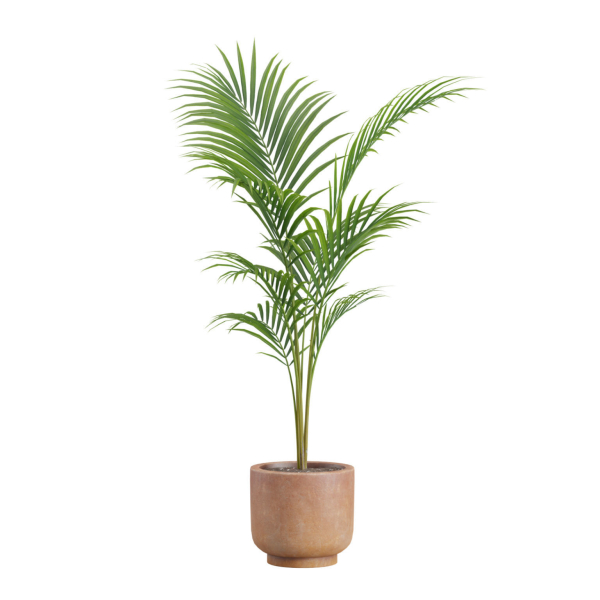 Indoor Plants Pack 26