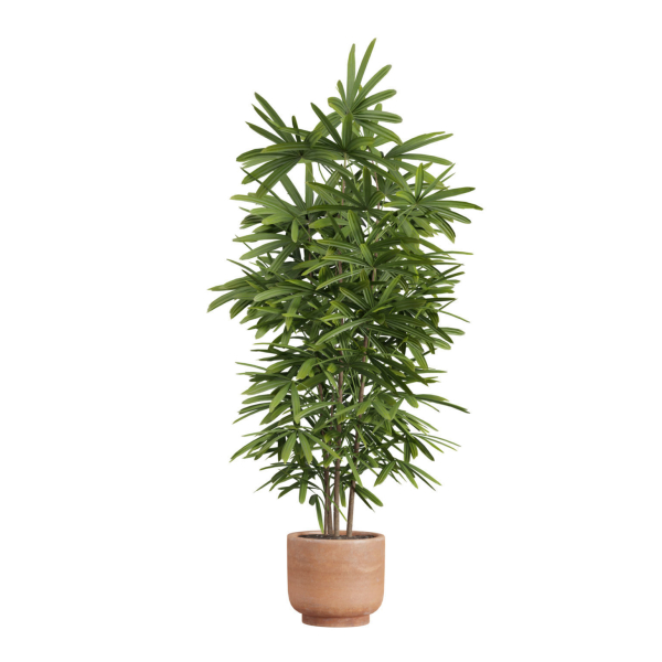 Indoor Plants Pack 26