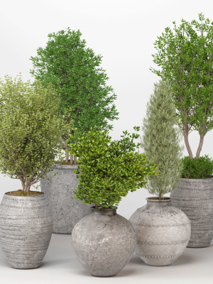 Indoor Plants set 13