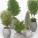 Indoor Plants set 13