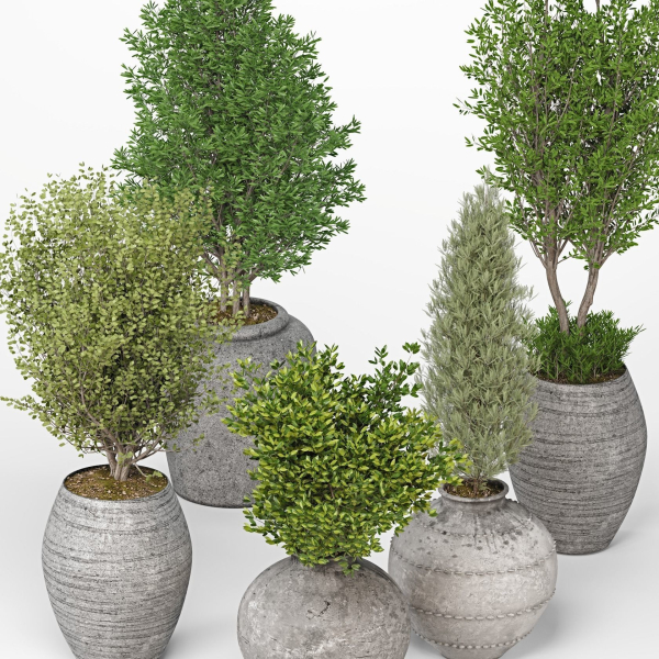 Indoor Plants set 13