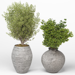 Indoor Plants set 13