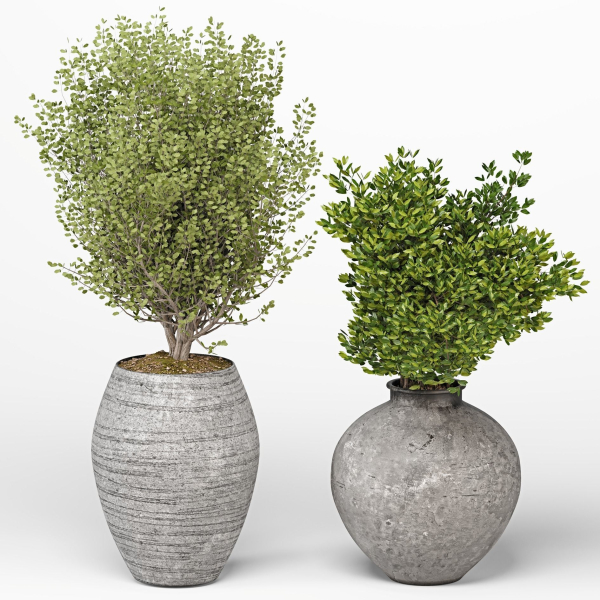 Indoor Plants set 13