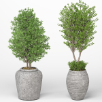 Indoor Plants set 13