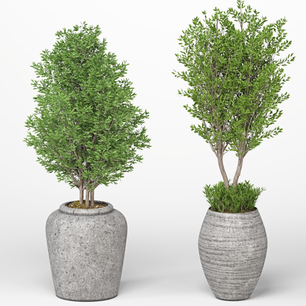 Indoor Plants set 13