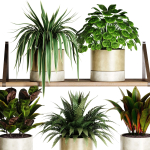 Indoor shelf plants set40