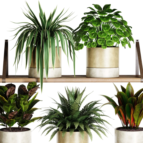Indoor shelf plants set40