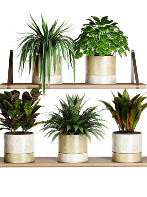 Indoor shelf plants set40