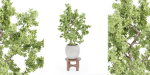 Indoor Shrubs vol 63-Blender