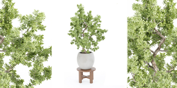 Indoor Shrubs vol 63-Blender