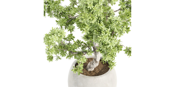 Indoor Shrubs vol 63-Blender