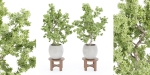 Indoor Shrubs vol 63-Blender