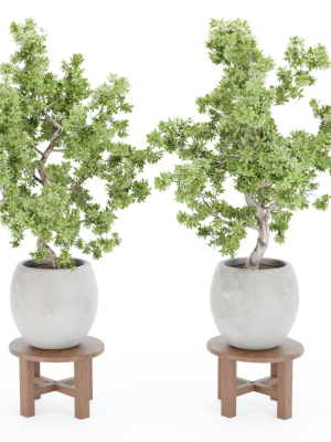 Indoor Shrubs vol 63-Blender