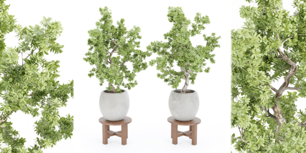 Indoor Shrubs vol 63-Blender