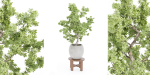 Indoor Shrubs vol 63-Blender