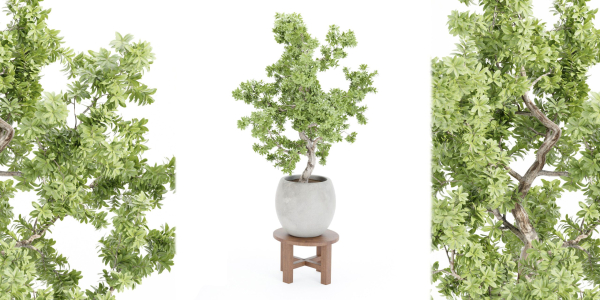 Indoor Shrubs vol 63-Blender