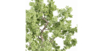 Indoor Shrubs vol 63-Blender