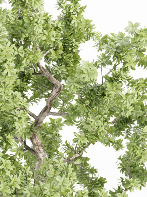 indoor-shrubs-vol-63-blender-3d-model-efaa06423b