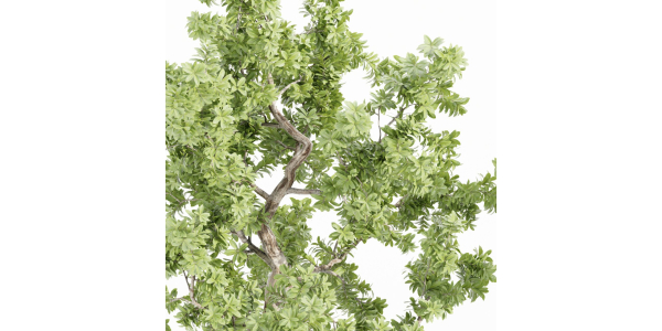 Indoor Shrubs vol 63-Blender