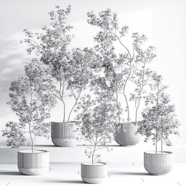 IndoorSetPlant045