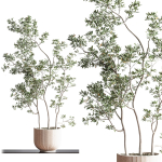 IndoorSetPlant045