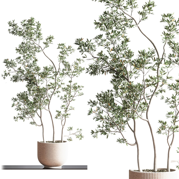 IndoorSetPlant045
