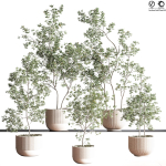 IndoorSetPlant045