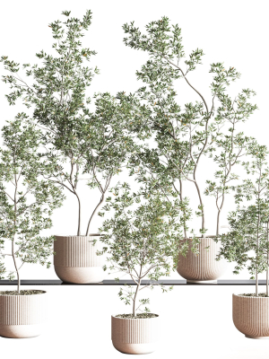 IndoorSetPlant045