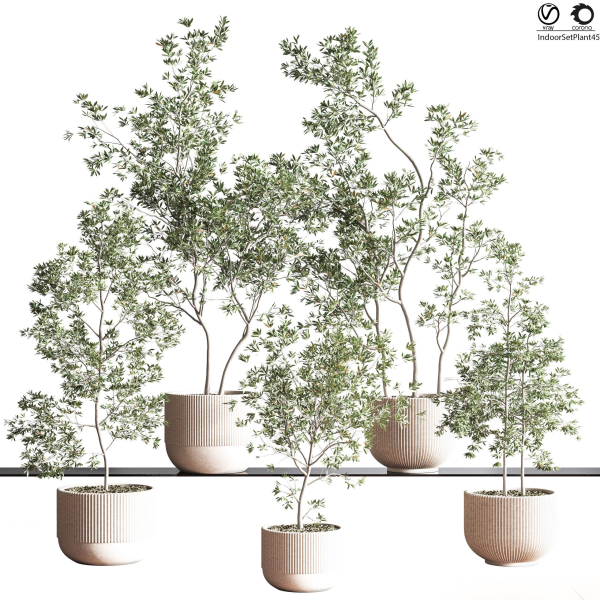 IndoorSetPlant045