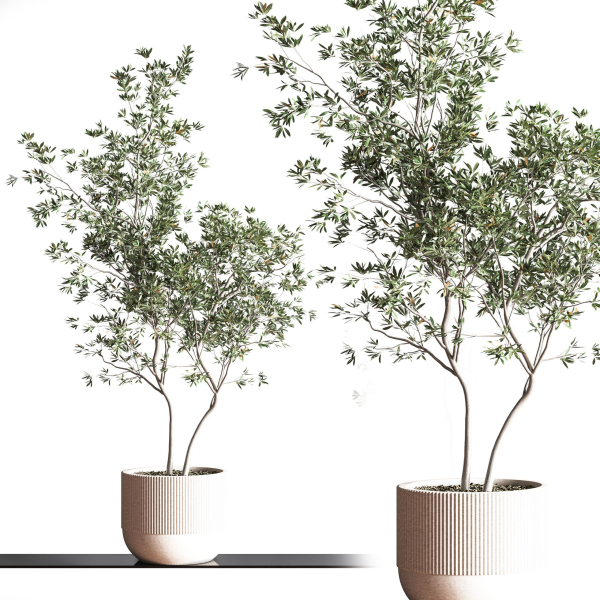 IndoorSetPlant045