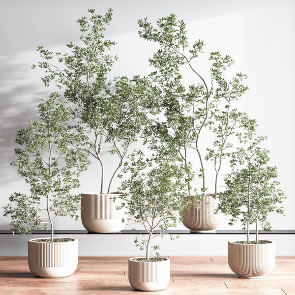 IndoorSetPlant045