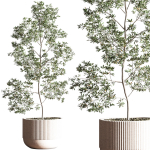 IndoorSetPlant045